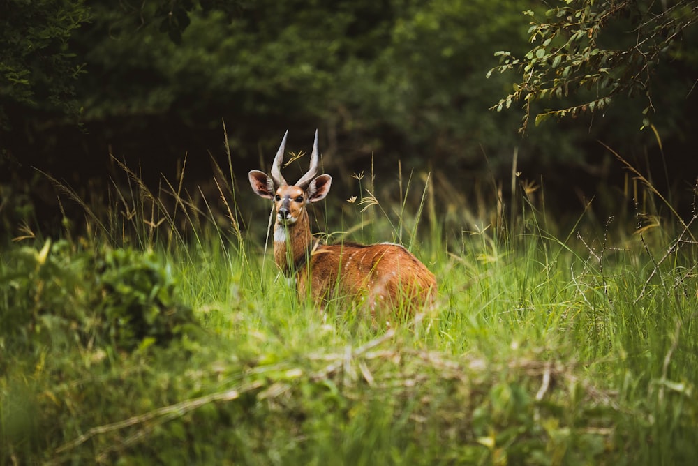 a deer in a grassy area