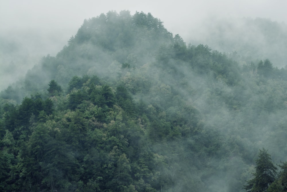 a forest of trees