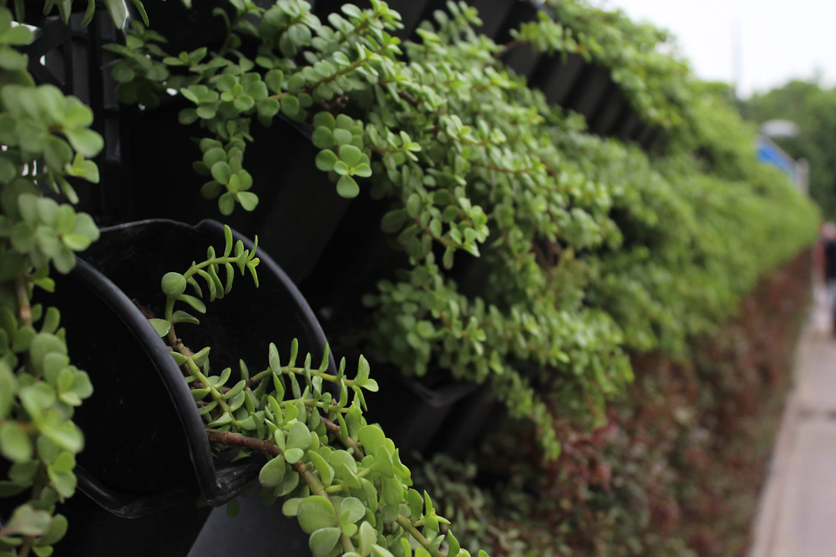 String of Pearls India Hanging Succulent Care Guide