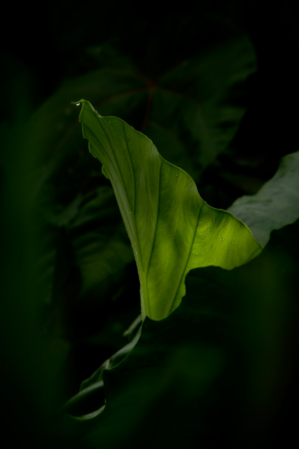 um close up de uma folha