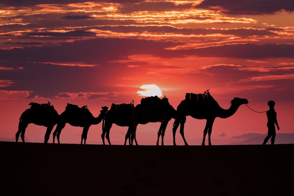 a person with a group of camels in front of a sunset