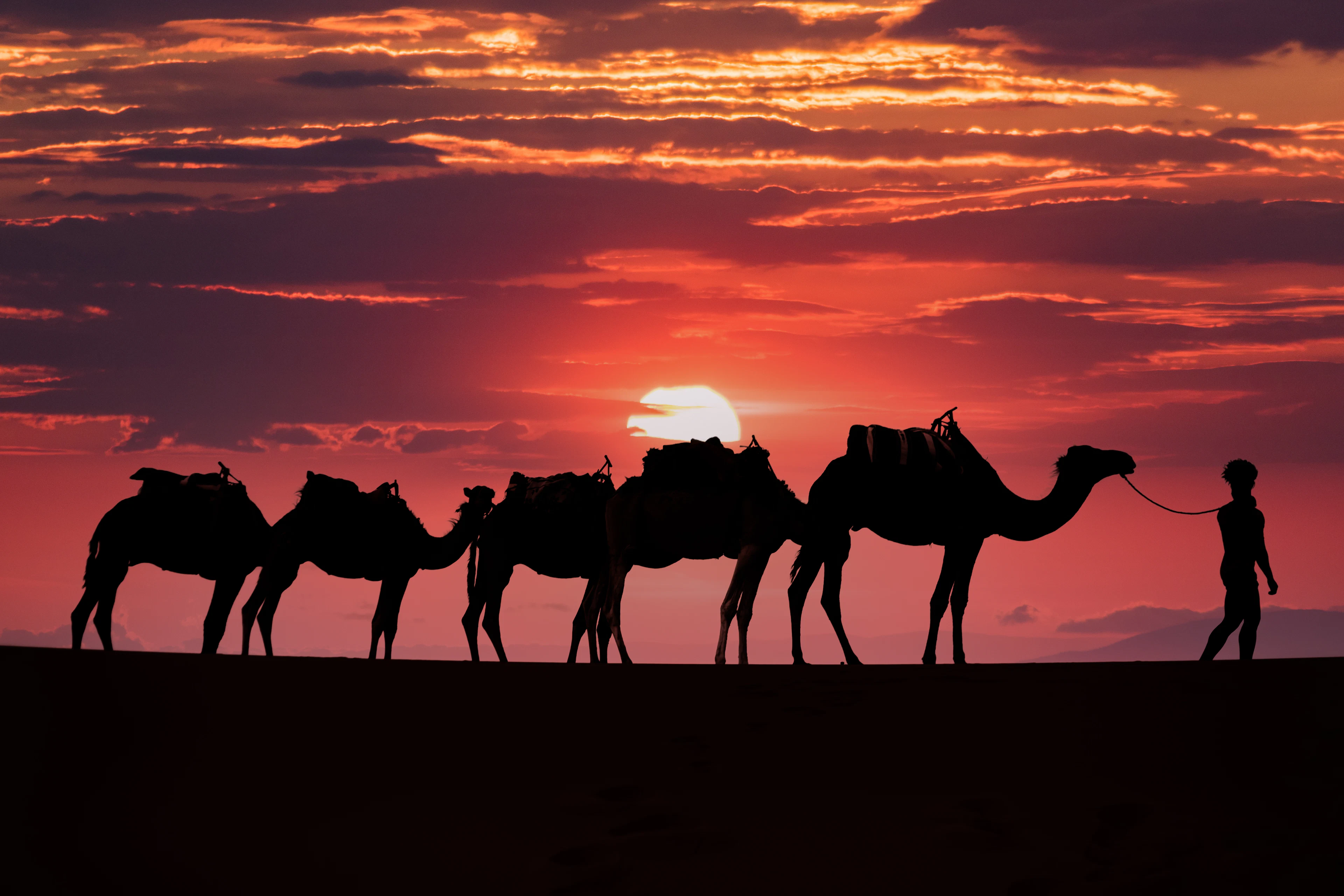 A man leading a string of camels over the dunes at sunset in the Sahara