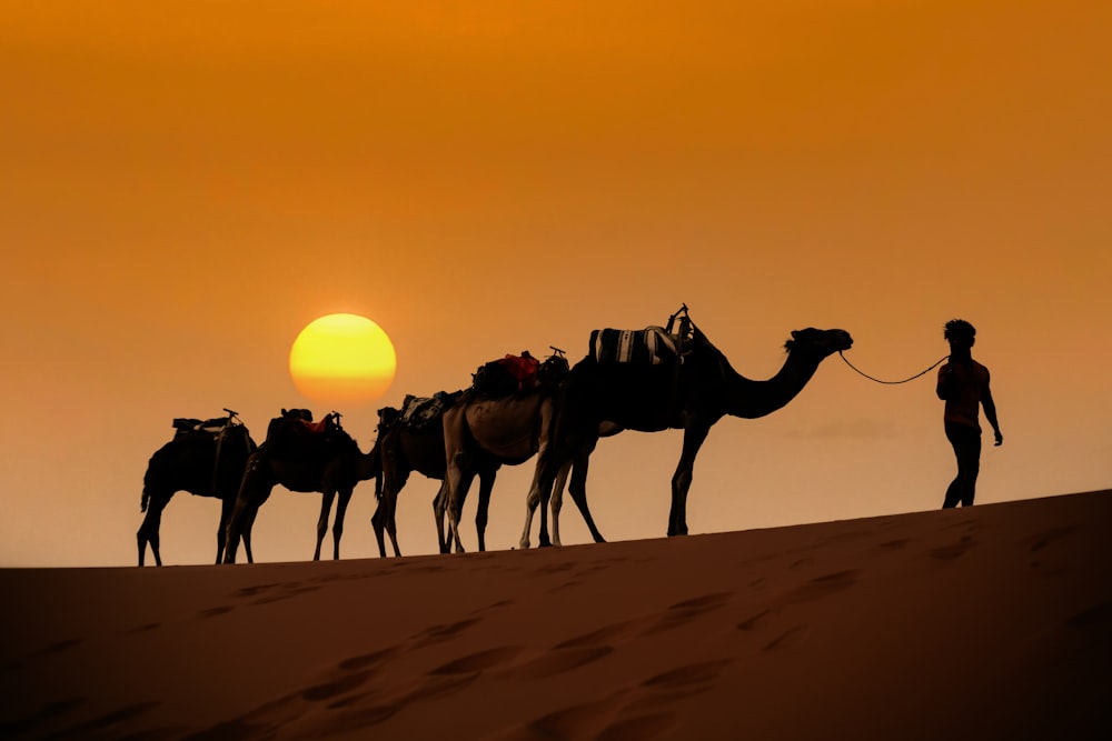 a person leading a group of camels on a sandy beach