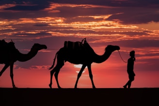 a person walking with camels