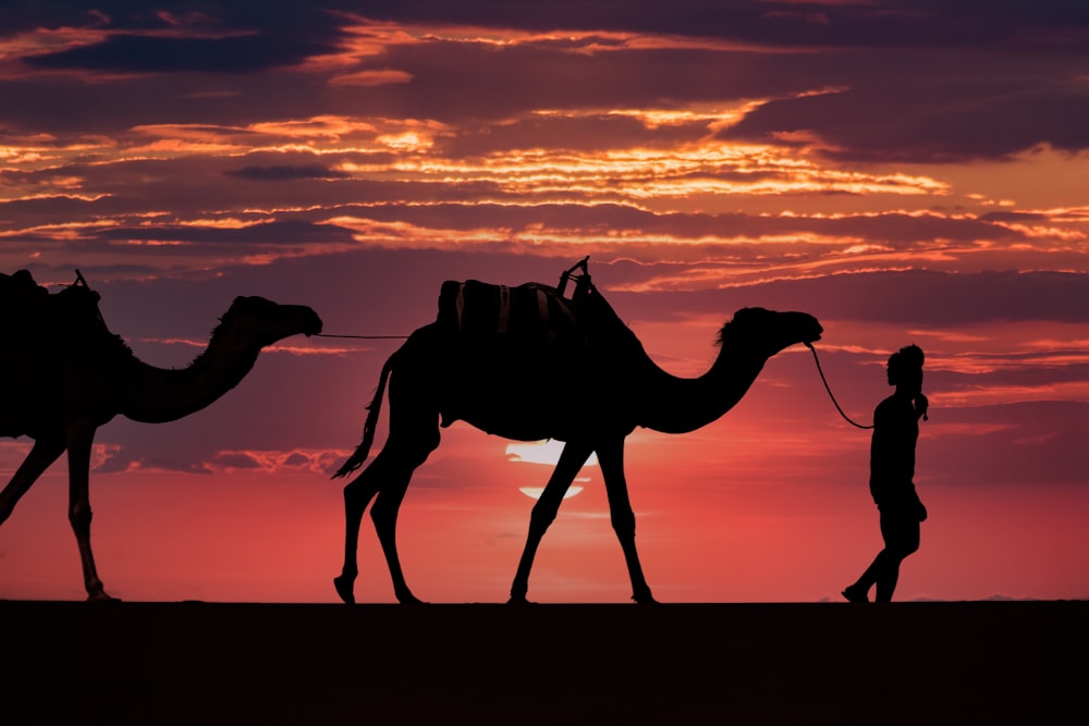 a person walking with camels