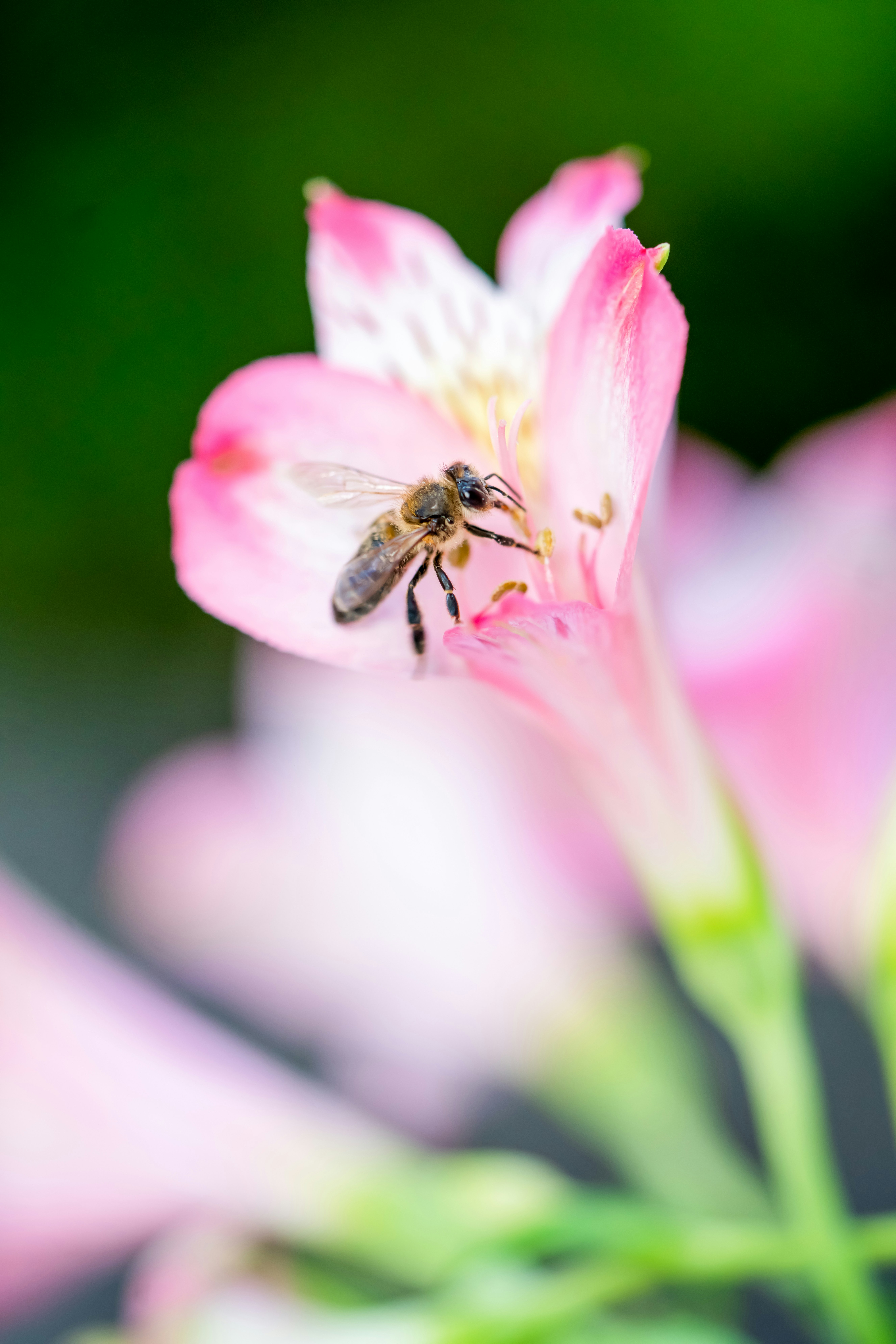 Photo by ardalanhamedani