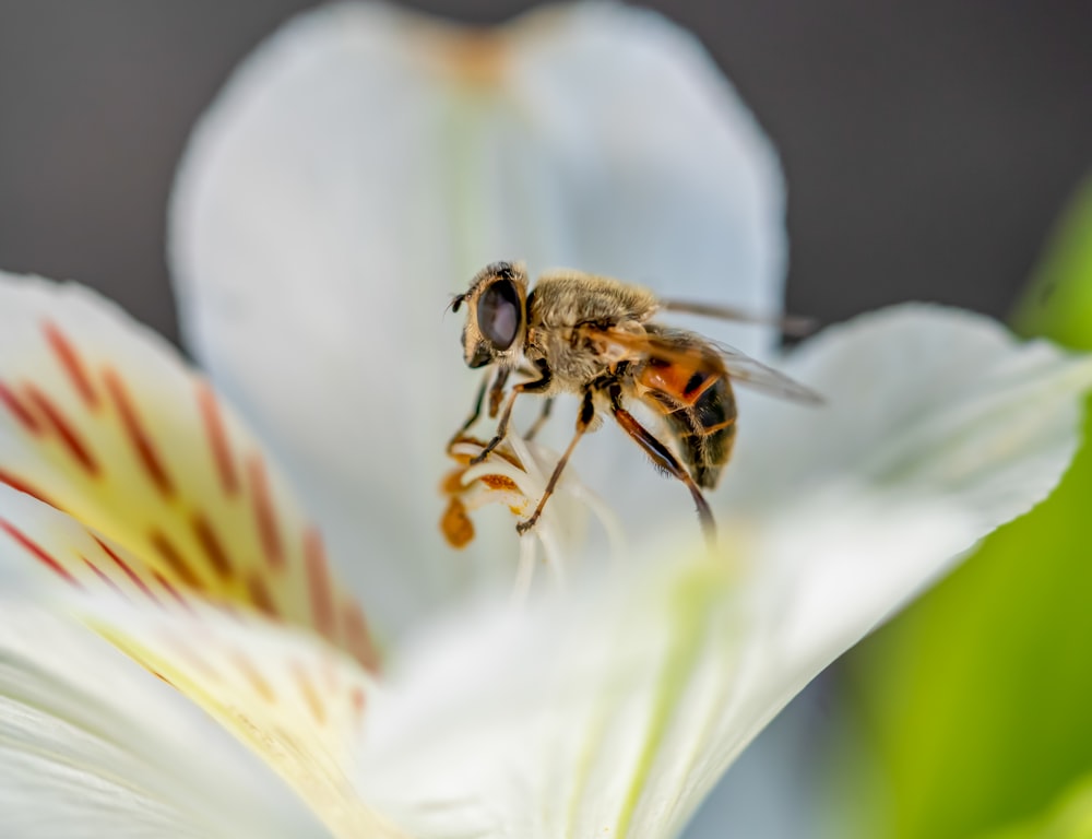 a bee on a leaf