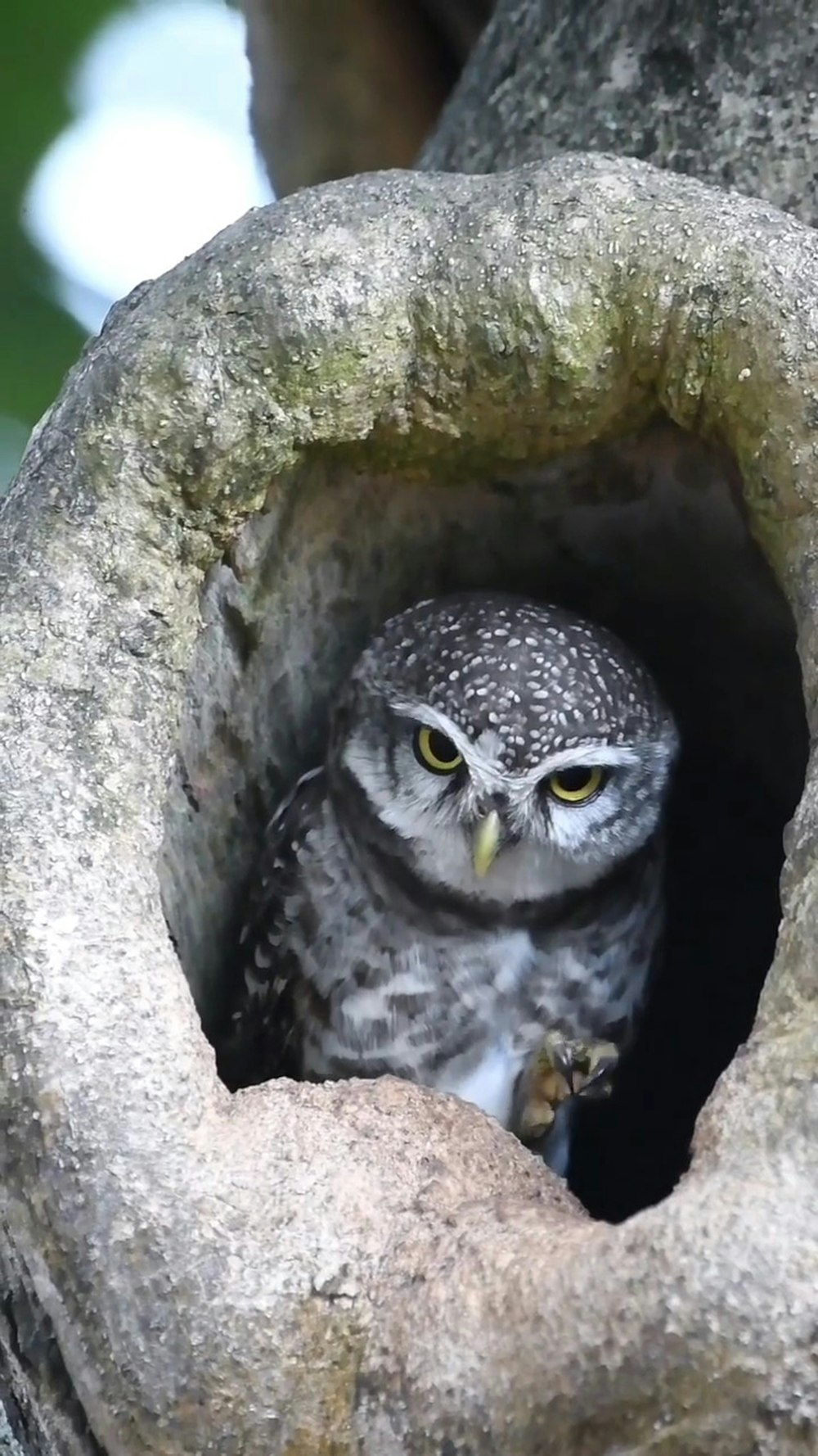 a small owl in a hole