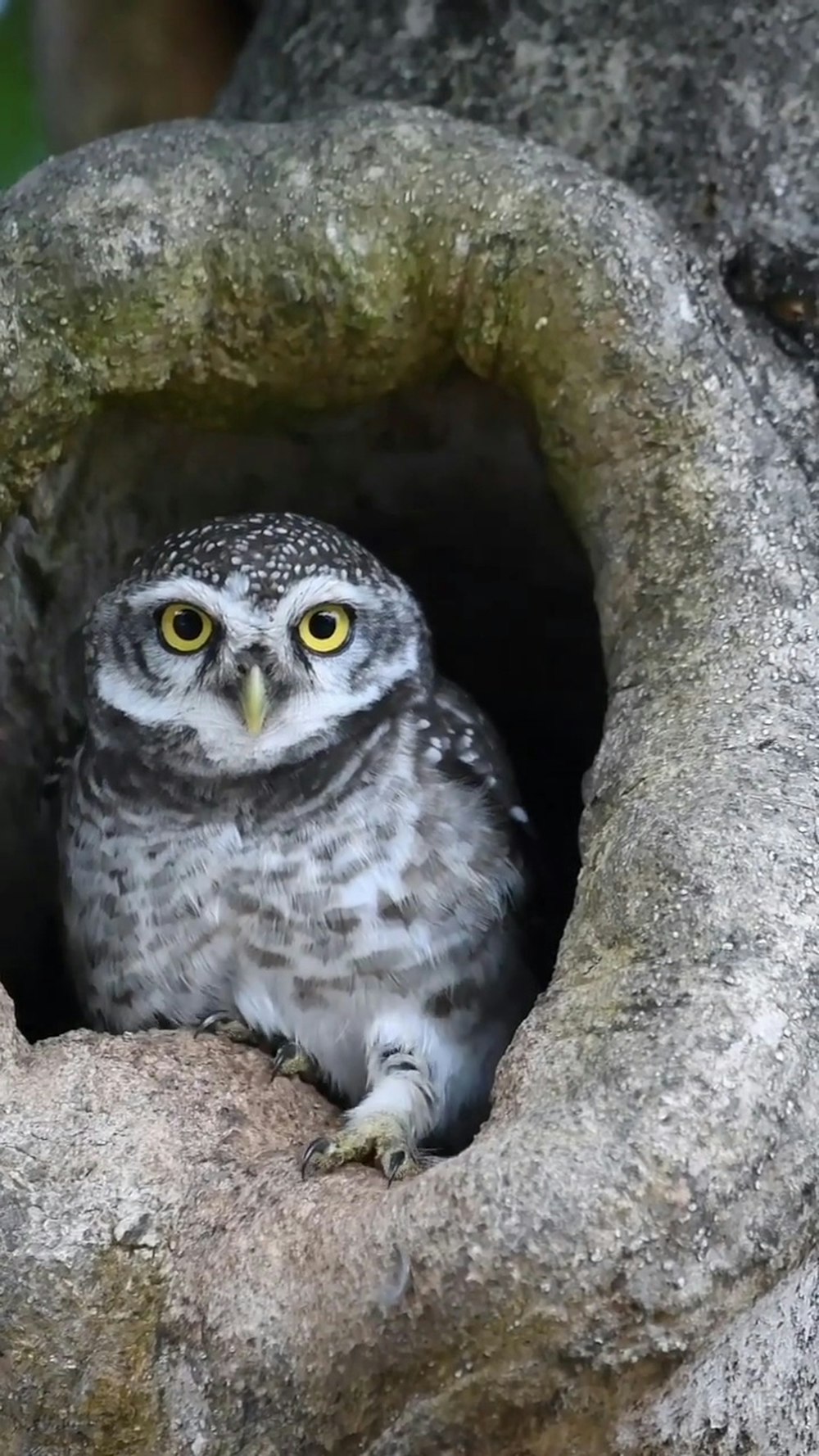 an owl in a tree