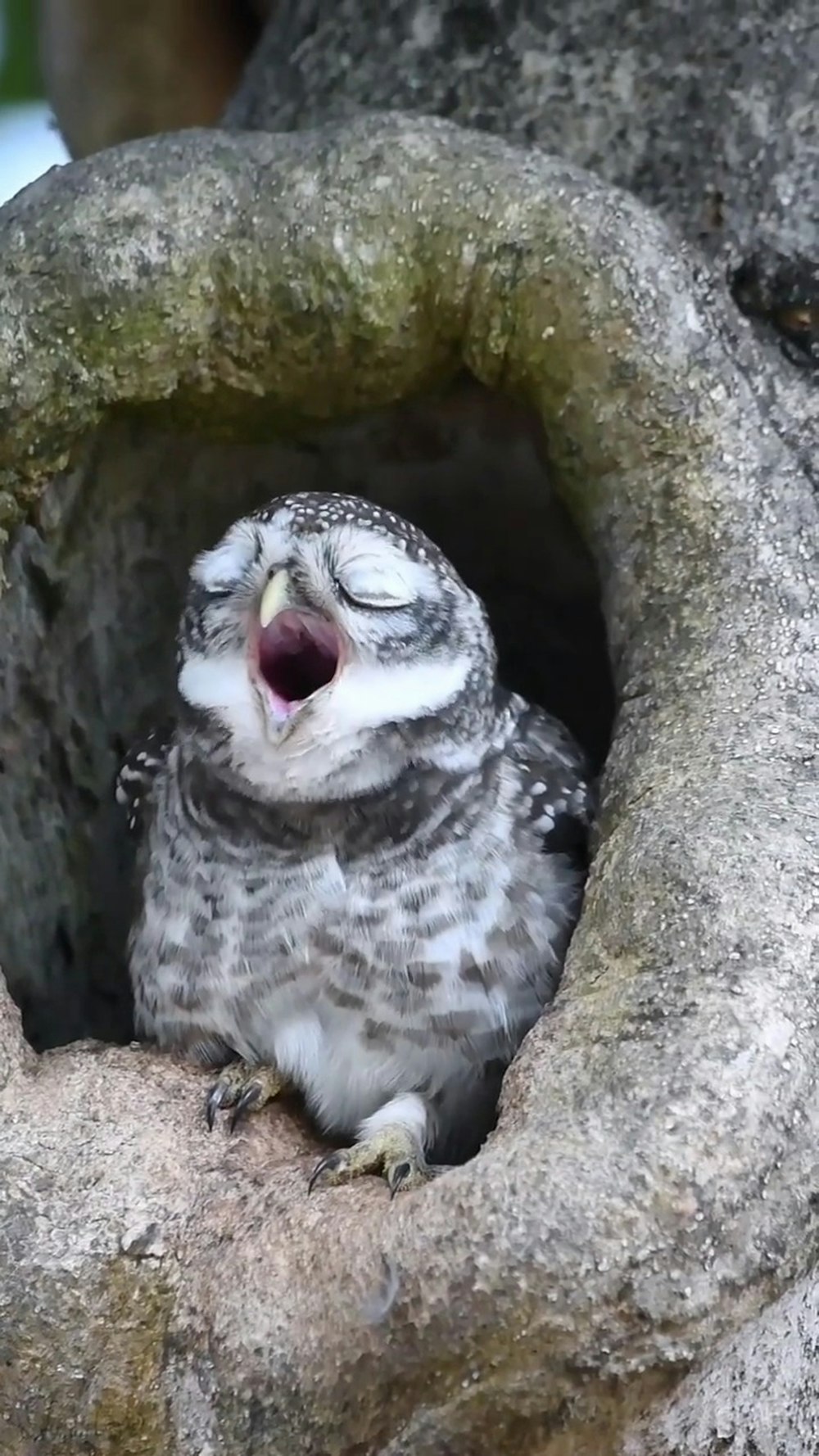 a bird sitting on a rock