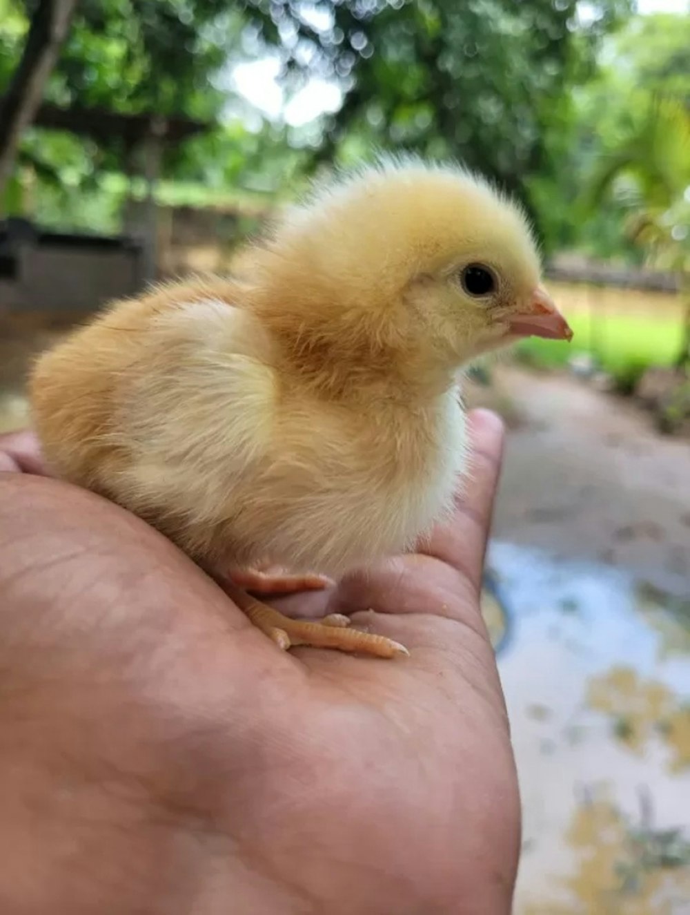 a small yellow chick on a person's hand