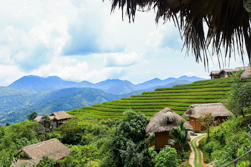 Scenic view of rice fields with traditional houses in the background.