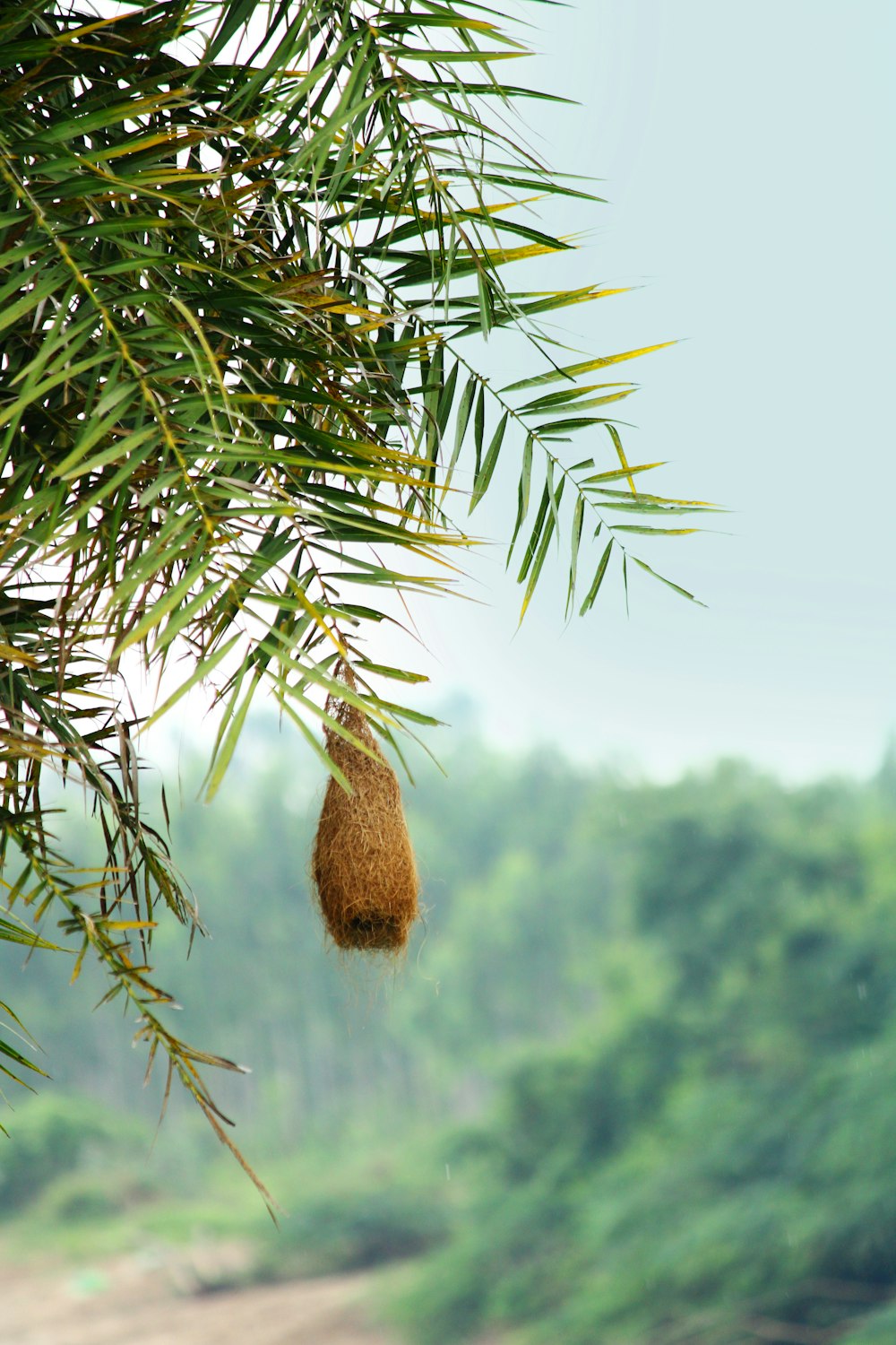 a pine cone from a tree