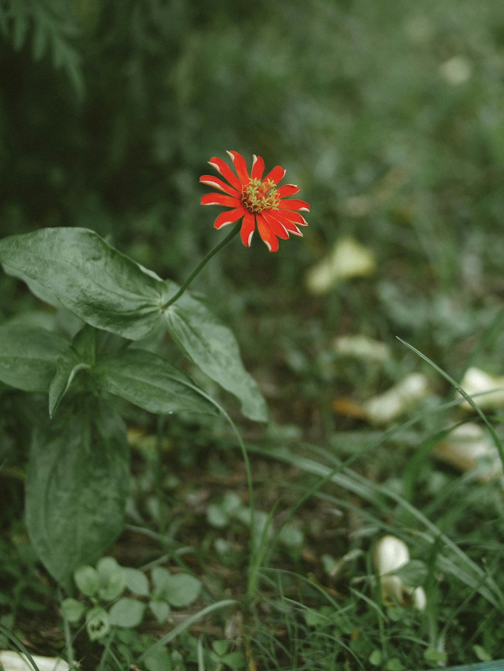 a red flower in a field of grass