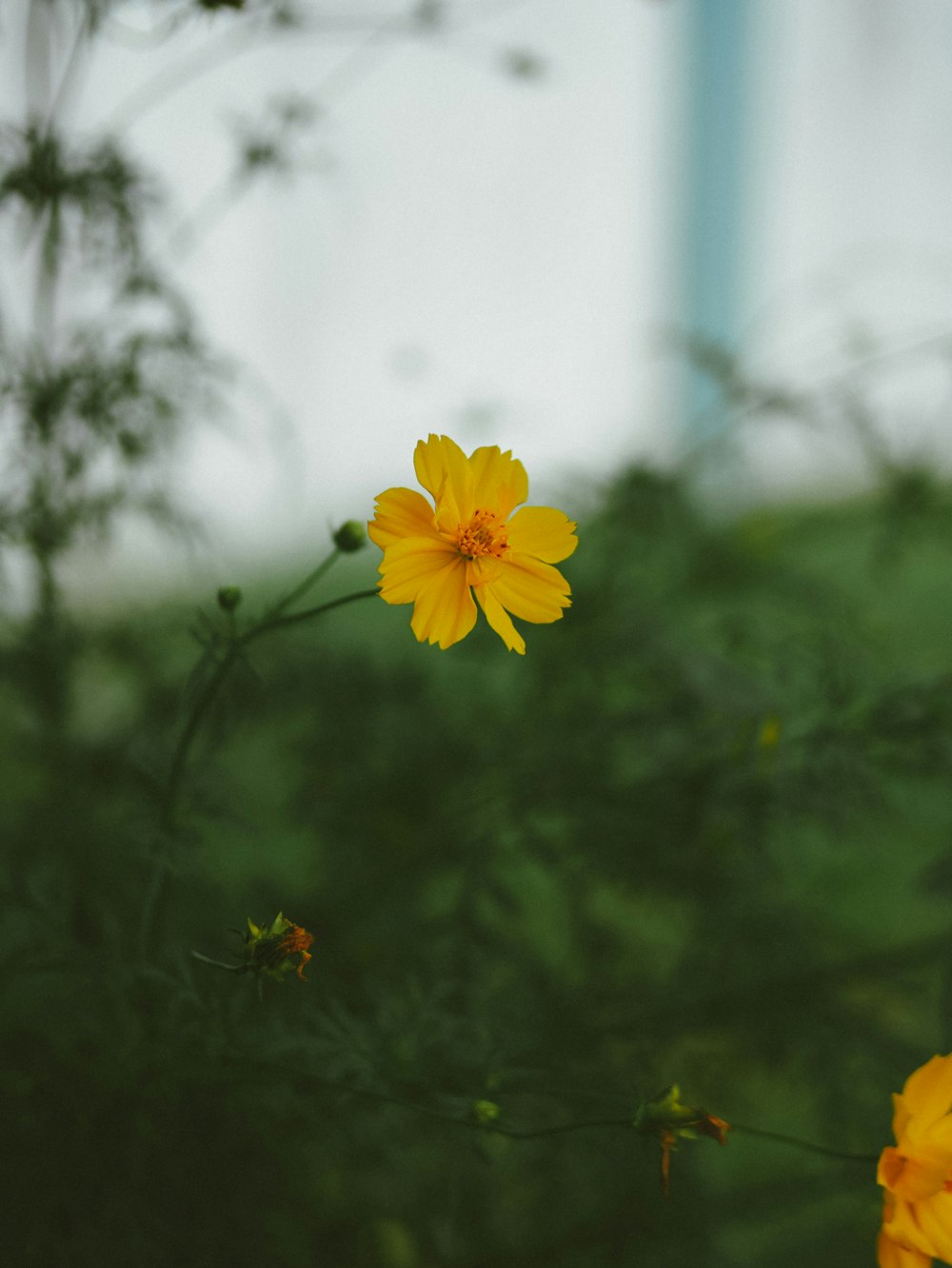 a yellow flower on a plant