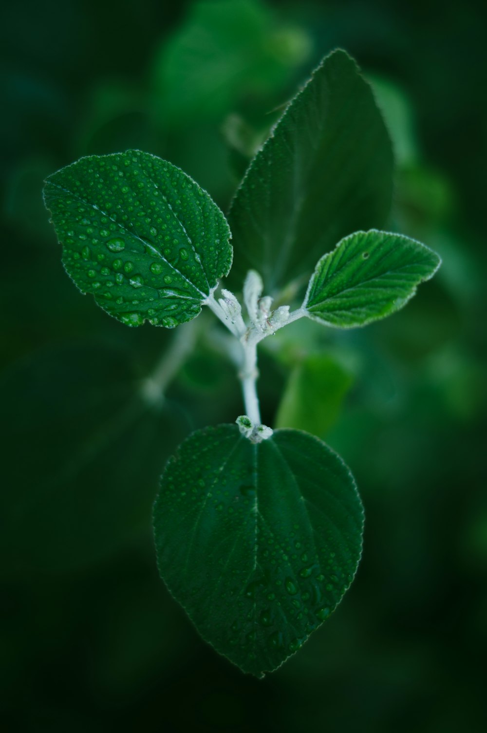 a close-up of a plant