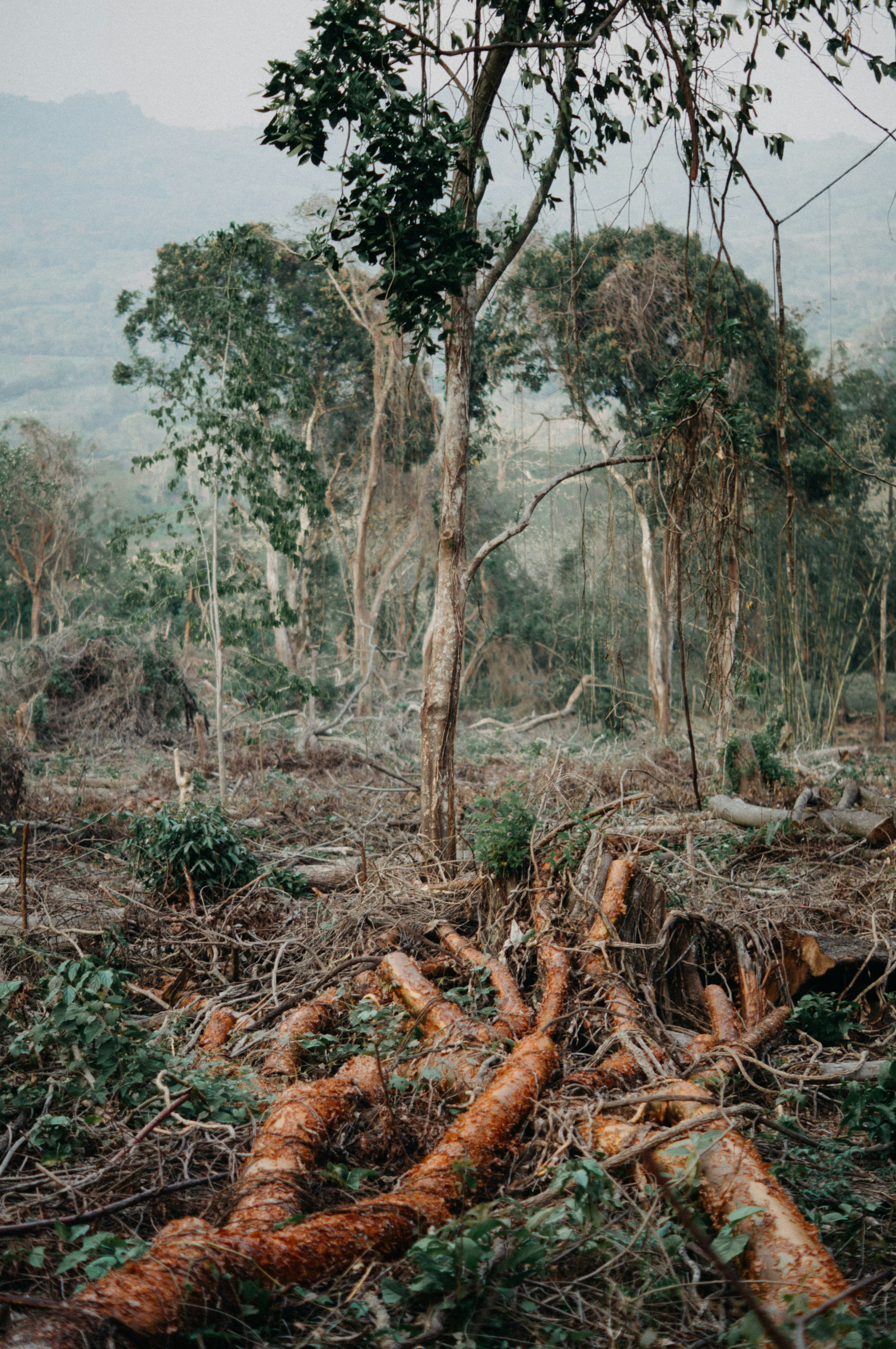 NGO links chocolate giants to deforestation in Liberia