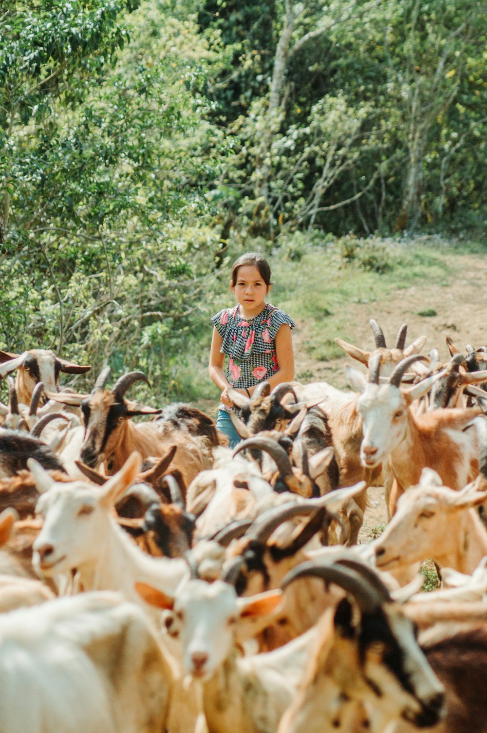 a person standing in front of a herd of goats