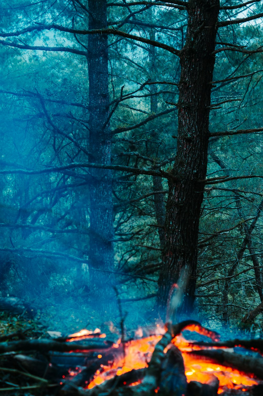 a forest with a fire