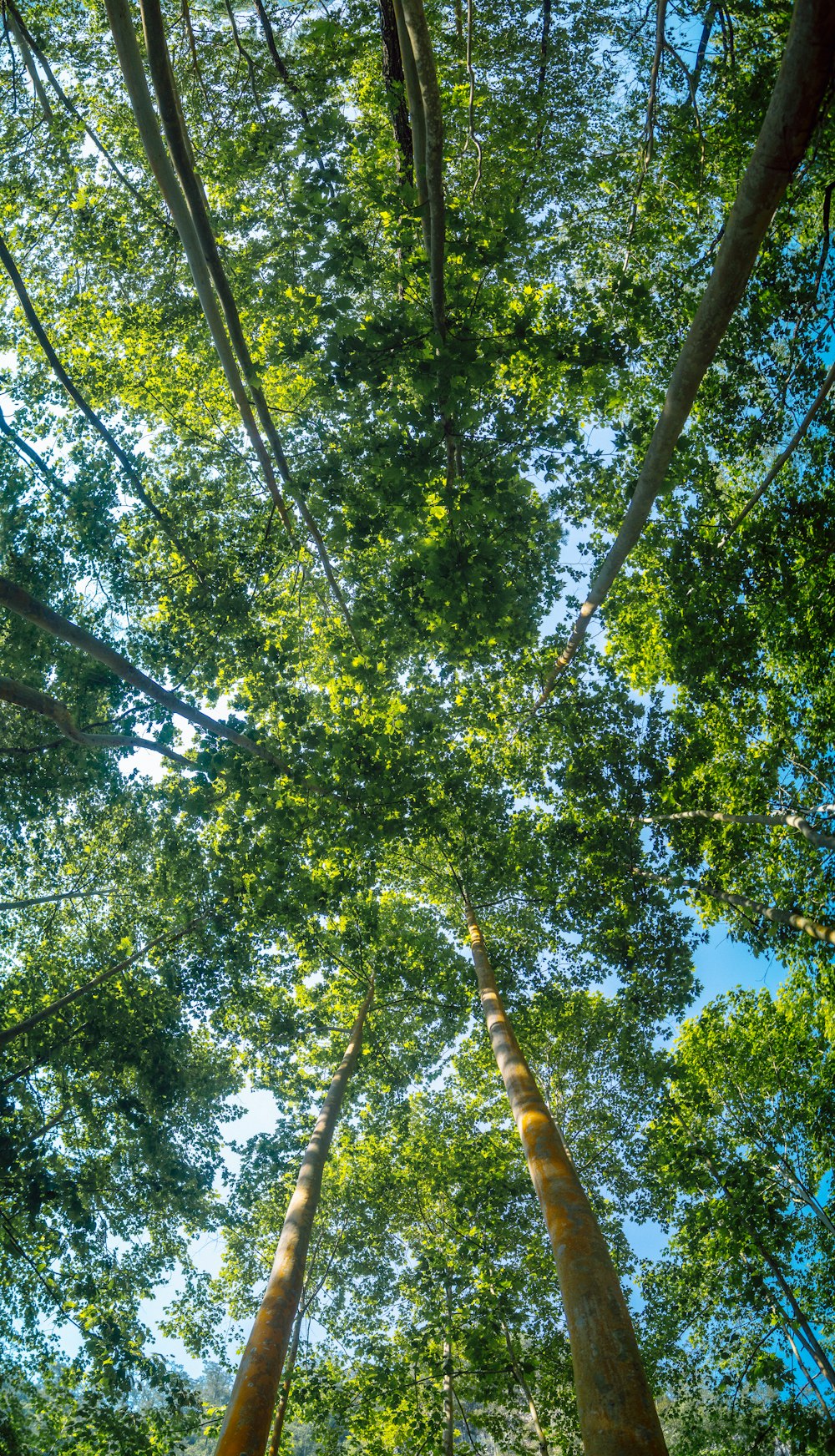 looking up at trees and blue sky