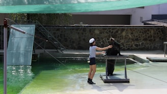A person wearing a sailor cap and striped shirt is interacting with a sea lion on a platform in a pool area. The setting appears to be a performance or training session in an aquarium or zoo, with a stone wall and shaded cover in the background. The area is brightly lit and part of the water reflects shades of green.