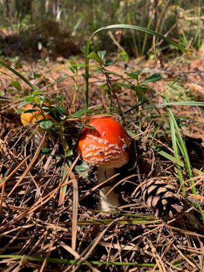 A bright orange mushroom with white speckles sits among dry pine needles and emerging green plants in a woodland setting. A pine cone is nearby, and the forest ground is dappled with sunlight filtering through the trees.