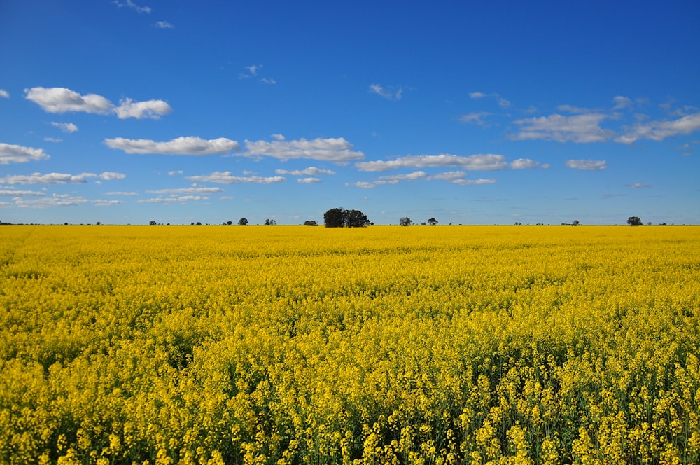 a field of yellow flowers