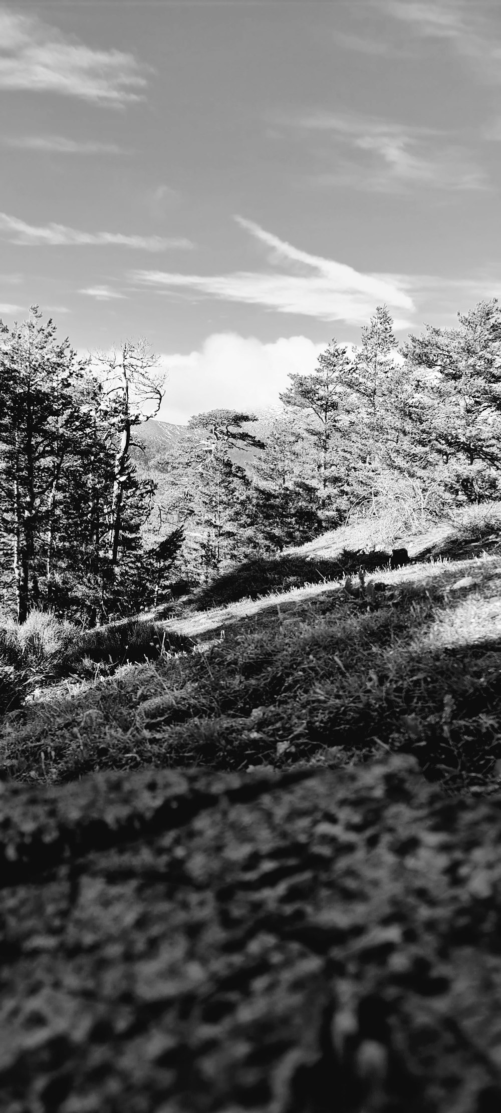 a black and white photo of trees and a hill with a trail