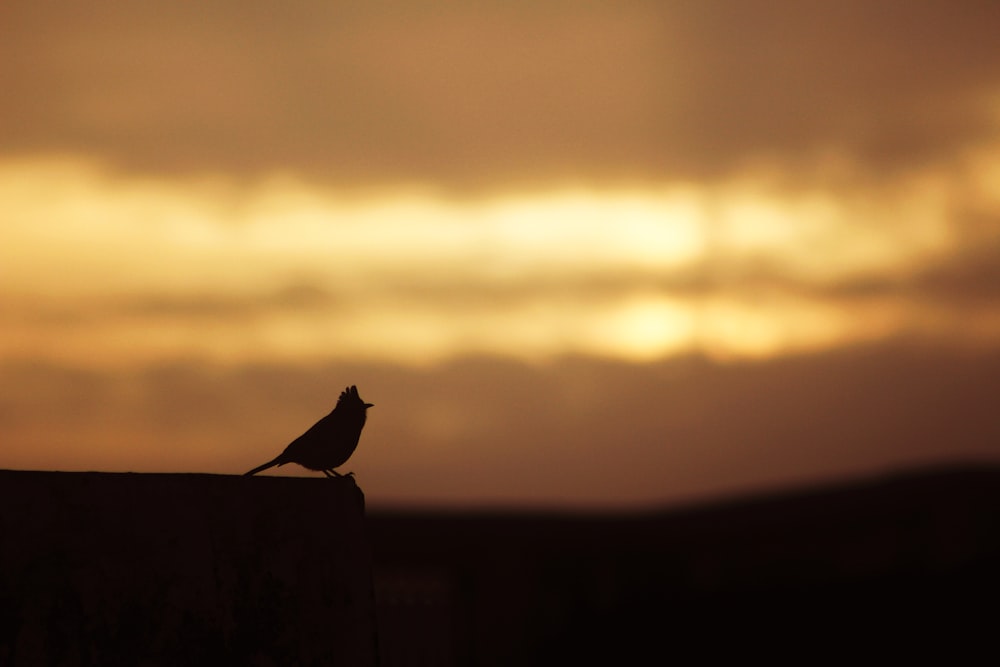 a bird sitting on a ledge