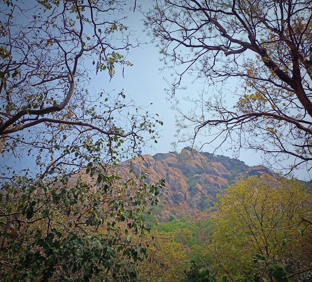 a view of a mountain range from a forest