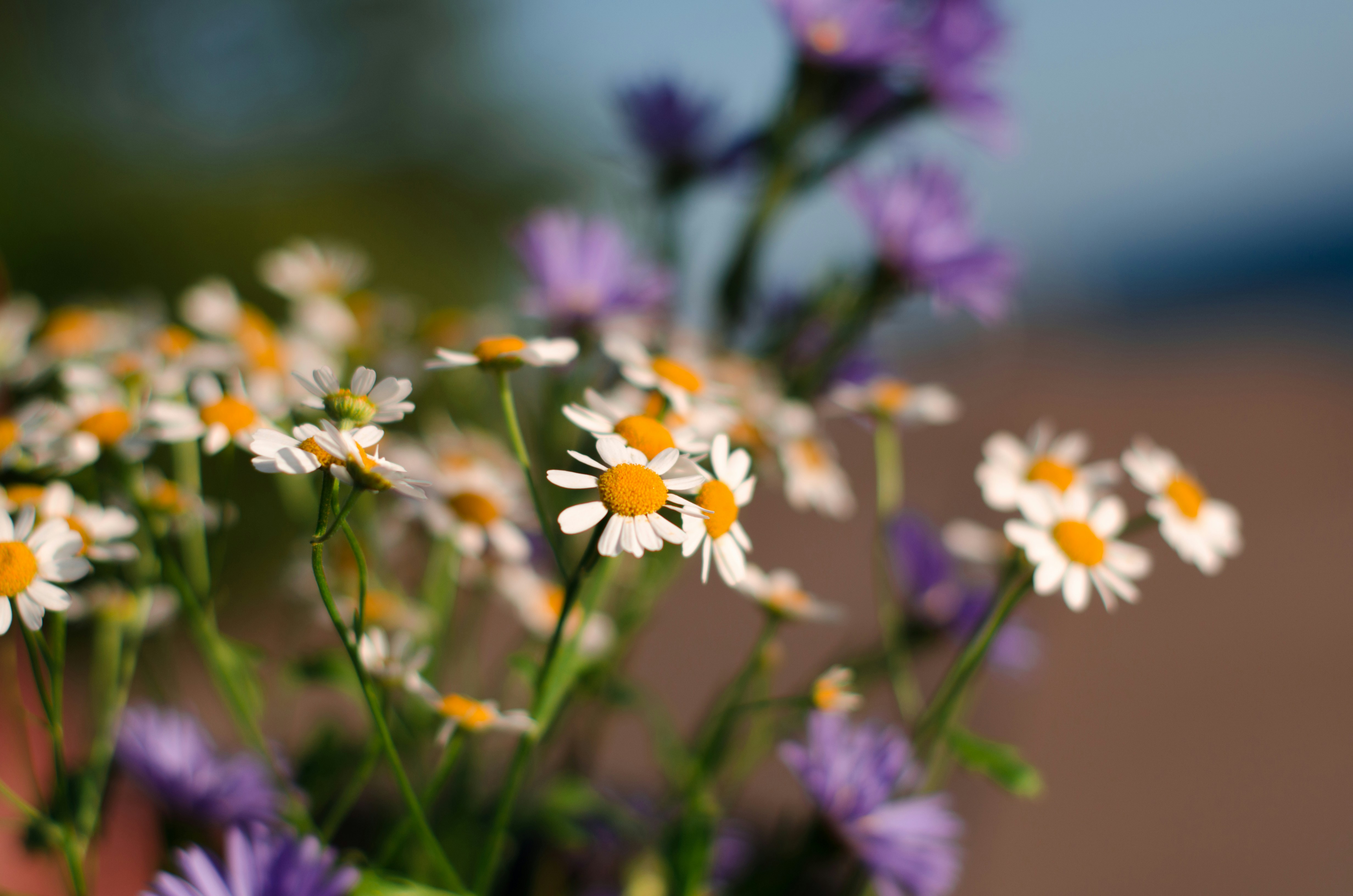 Photo by schiba