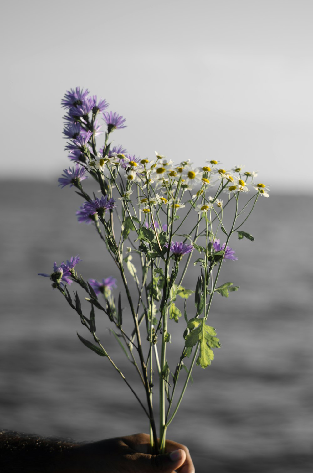 a plant with purple flowers