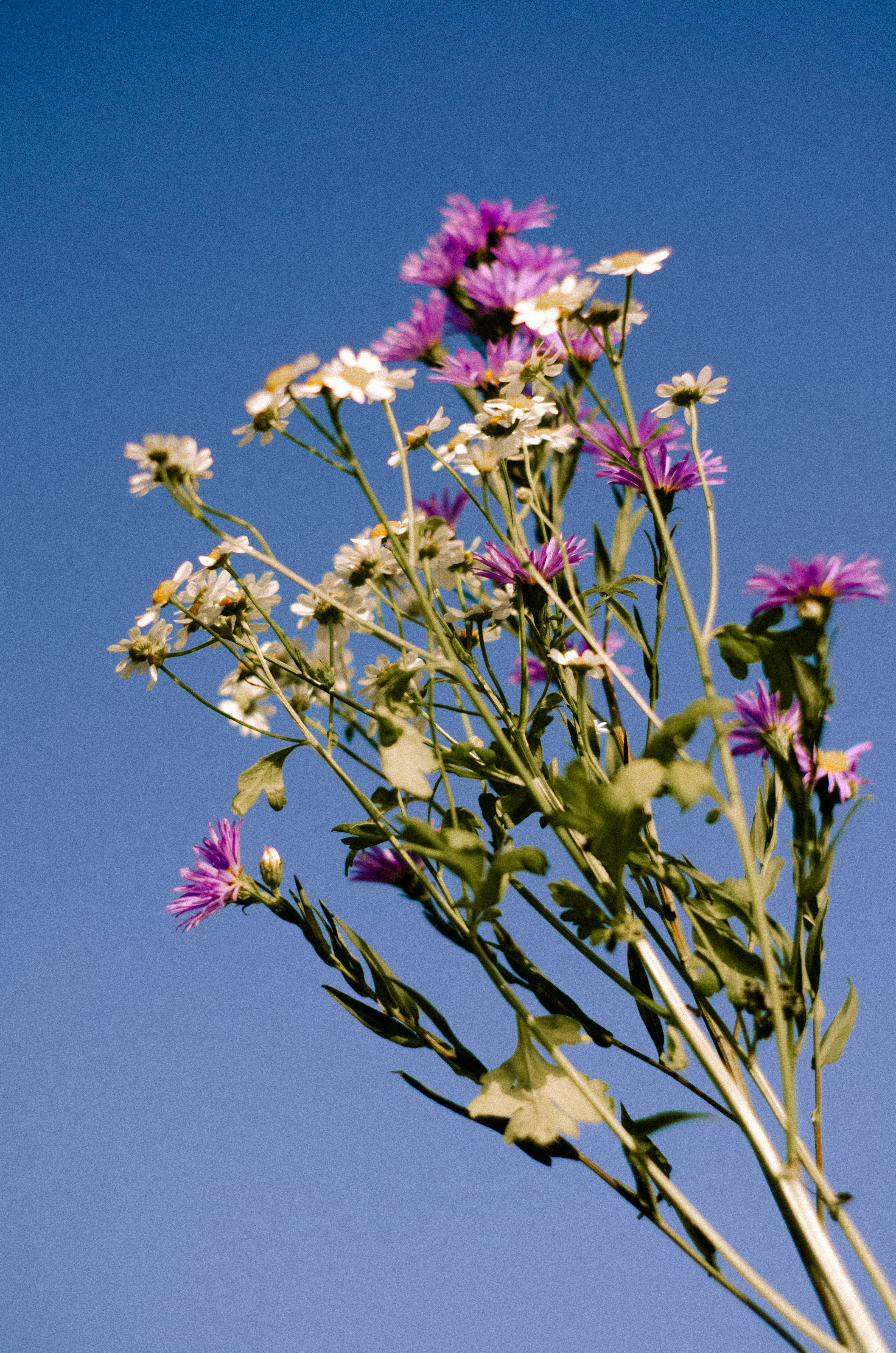 a close up of flowers