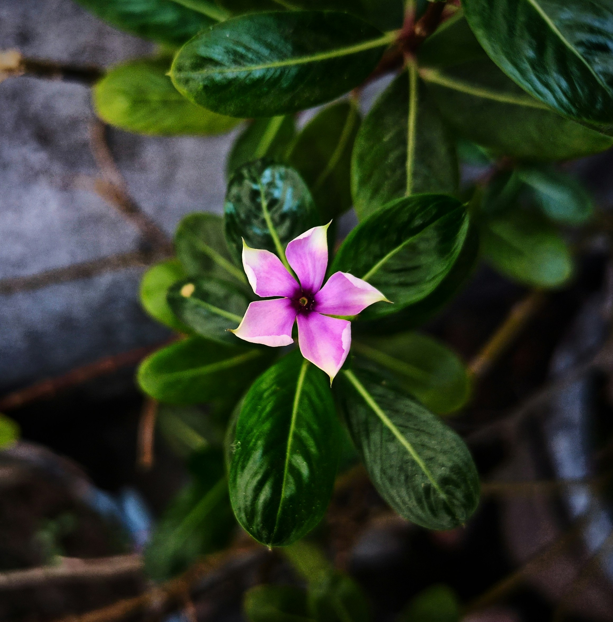 Photo by nomad_bipin