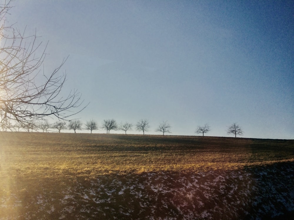 a field with trees in the background