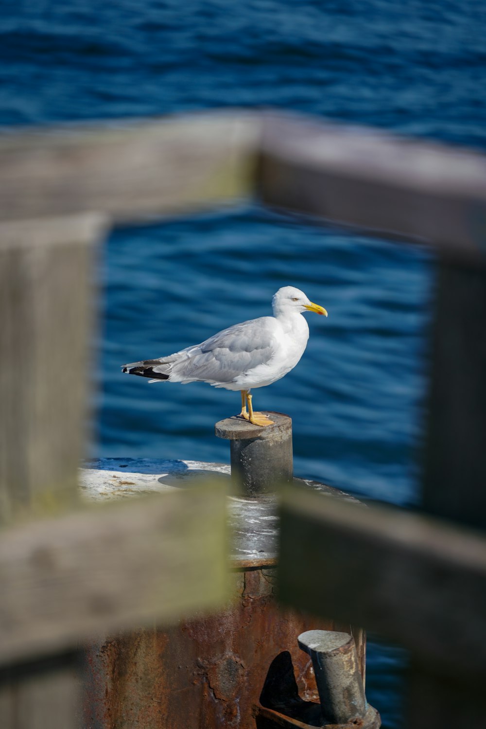 a seagull on a post