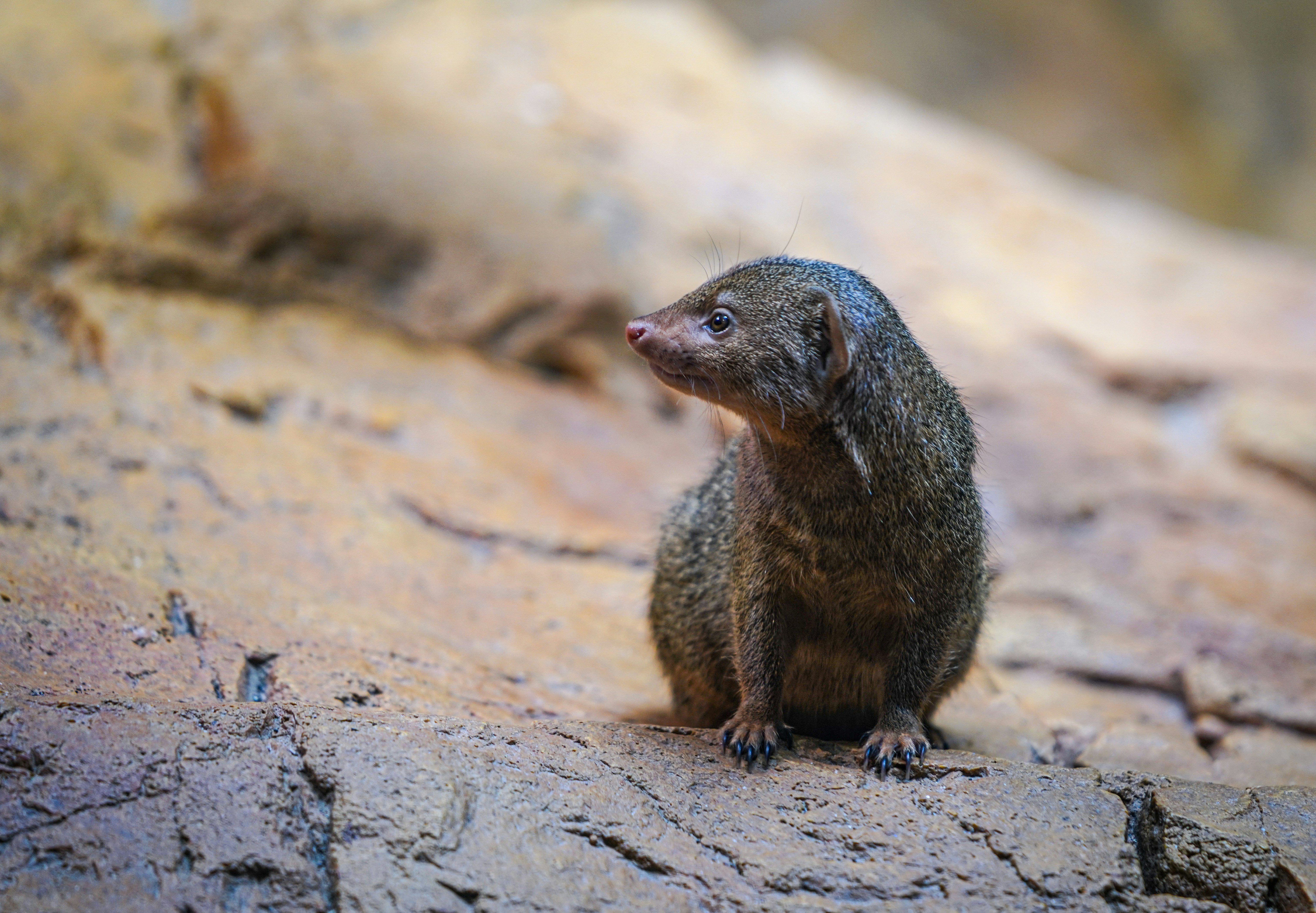 a small animal standing on a rock