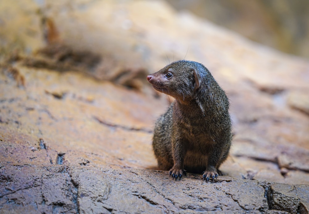 a small animal standing on a rock