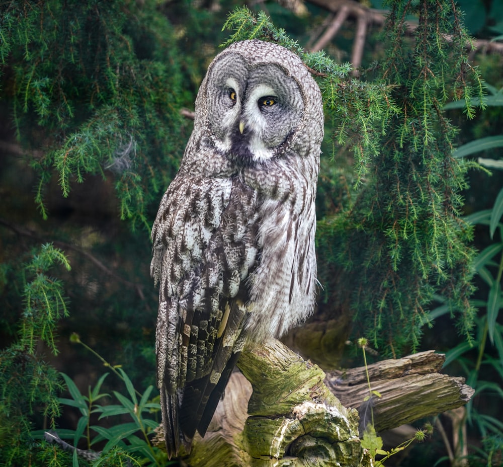 an owl sitting on a tree branch
