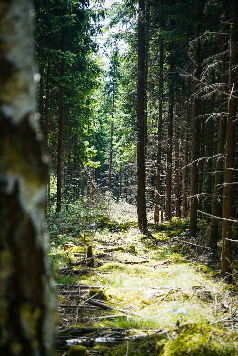 a forest with trees