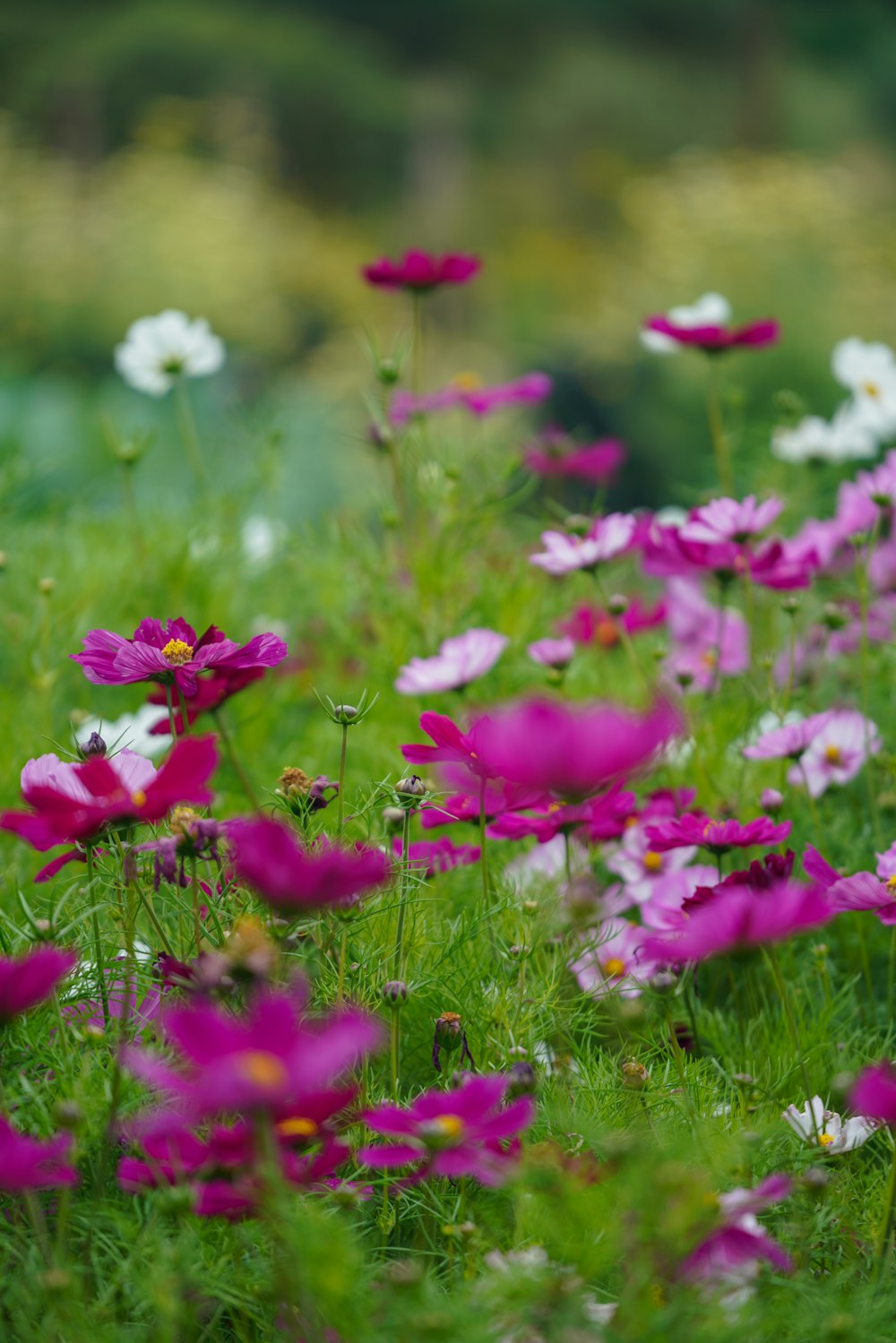 a field of flowers