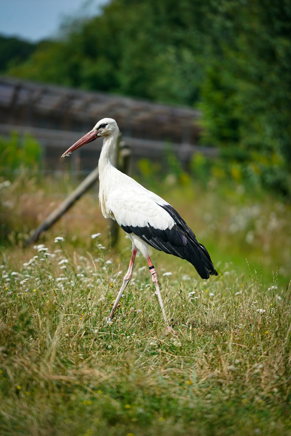 um pássaro em pé em uma área gramada