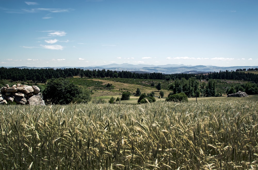 a grassy field with trees and mountains in the background