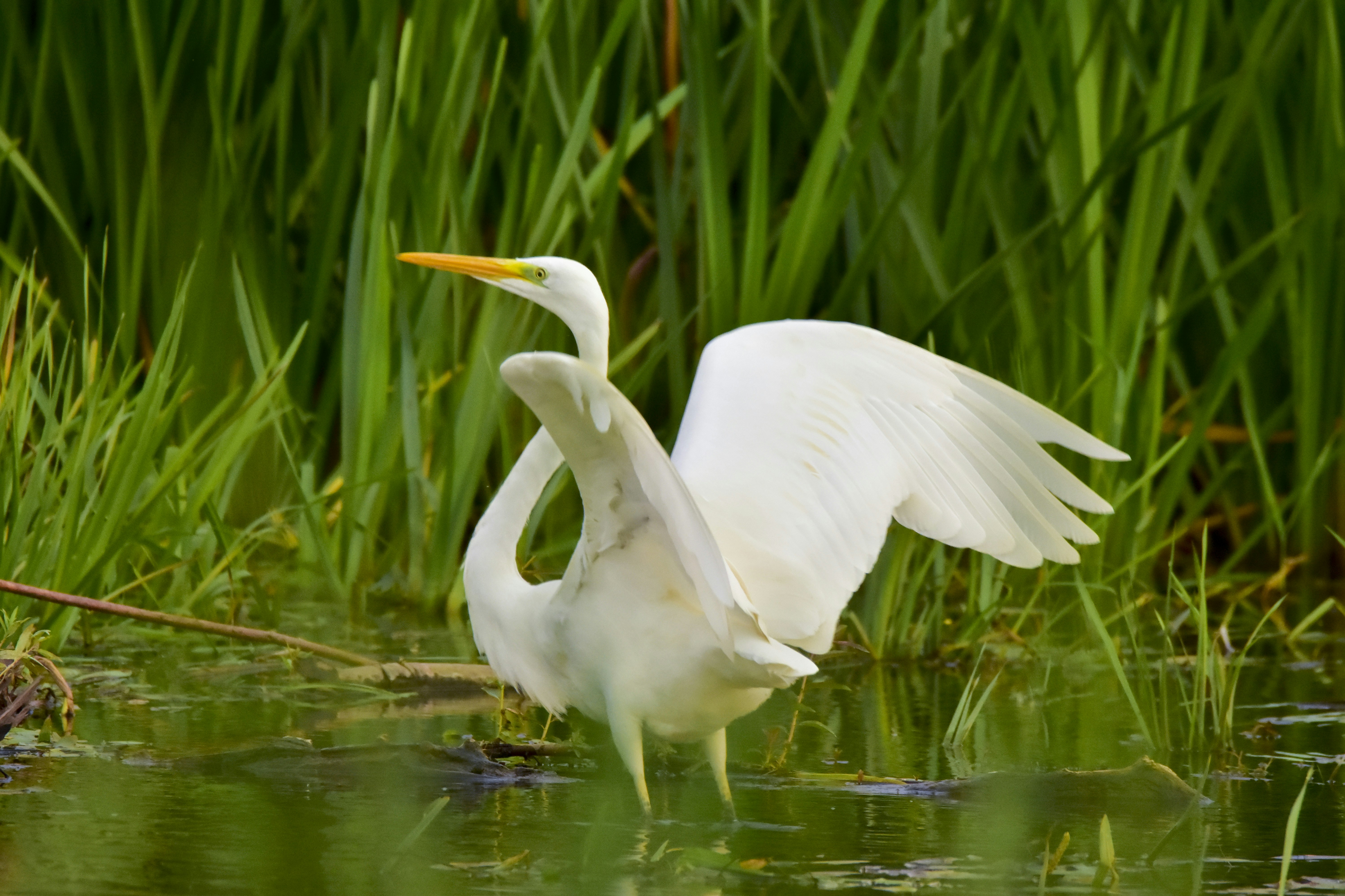 Photo by krzysiek7482