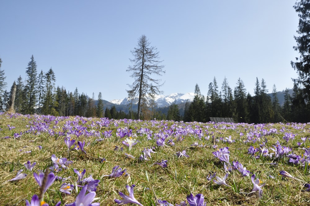 a field of purple flowers