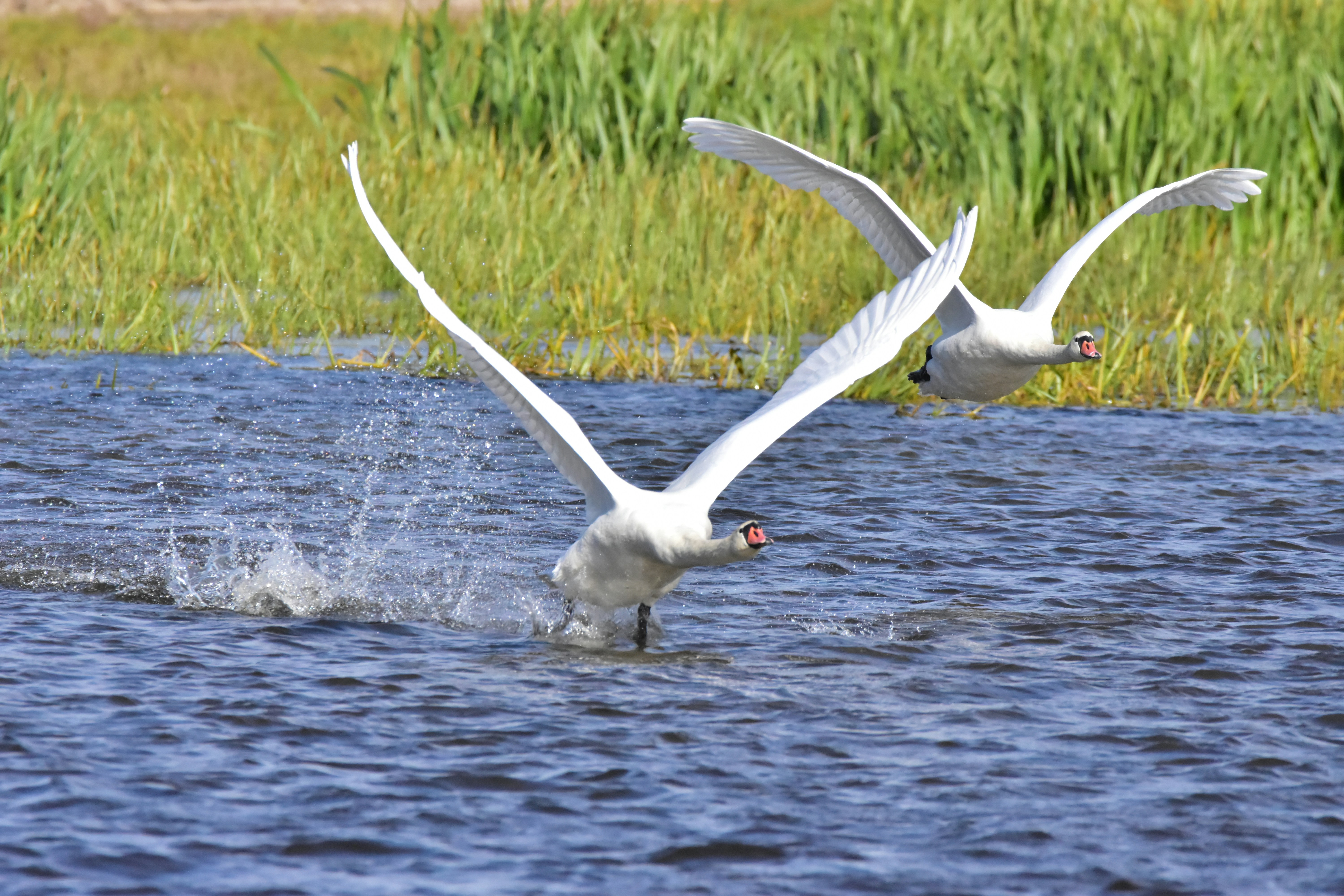 Photo by krzysiek7482