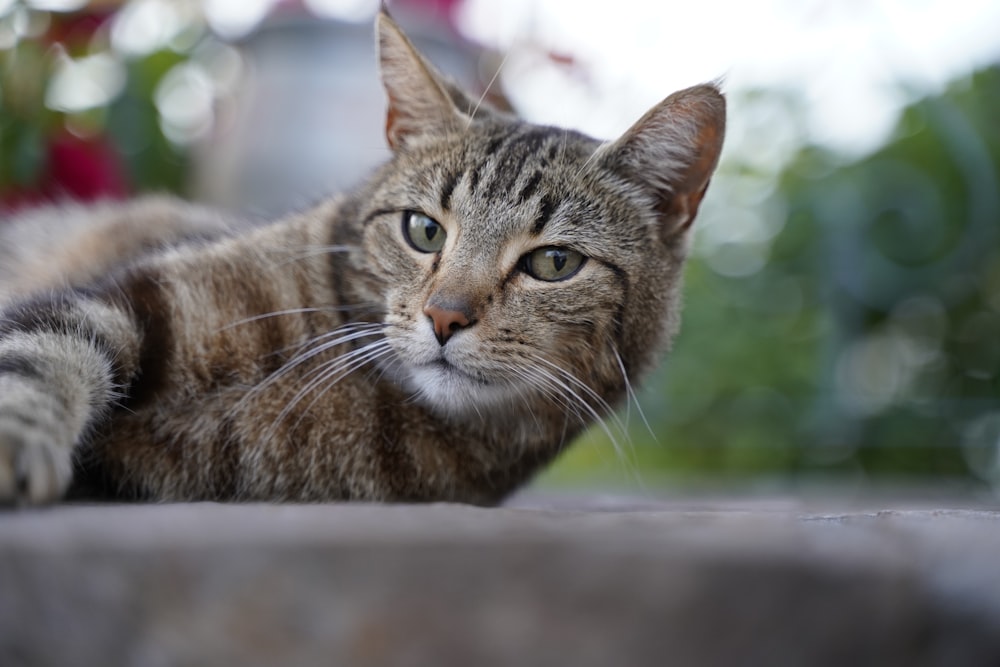 a cat lying on a ledge