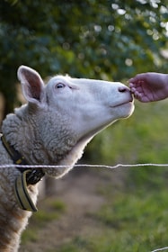 A close-up of a sheep with white wool looking towards a human hand, possibly being fed or petted. The sheep is wearing a collar and stands near a rope fence in a green outdoor setting, with leaves and grass visible in the background.