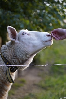 A close-up of a sheep with white wool looking towards a human hand, possibly being fed or petted. The sheep is wearing a collar and stands near a rope fence in a green outdoor setting, with leaves and grass visible in the background.