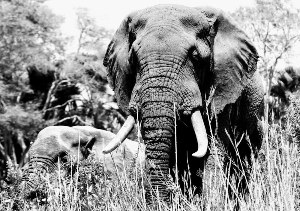 Un elefante con colmillos